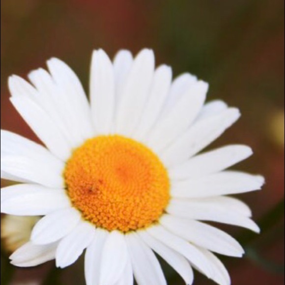 Original Daisy wall art set of 3 8x10 pictures - Picture 2 of 5